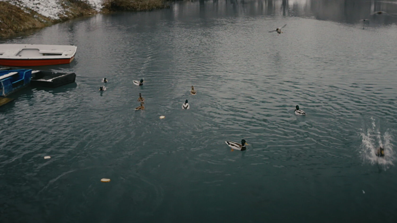 BBC Bio series - Krka — кадр 2